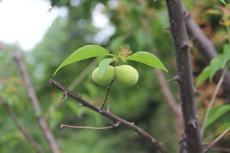 Plum blossom