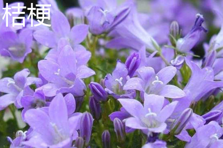 Chinese bellflower