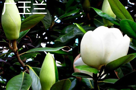 Magnolia grandiflora