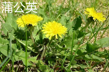 Dandelion flowers jpg