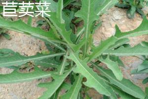 The difference between endive and dandelion