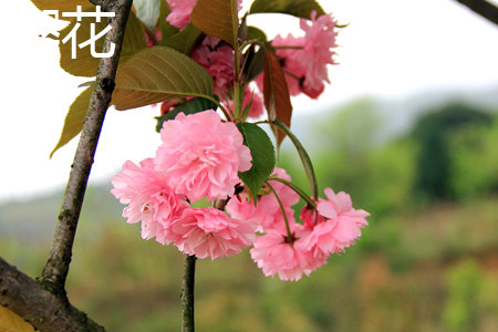 cherry blossoms