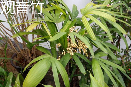 fernleaf hedge bamboo; Bambusa multiplex