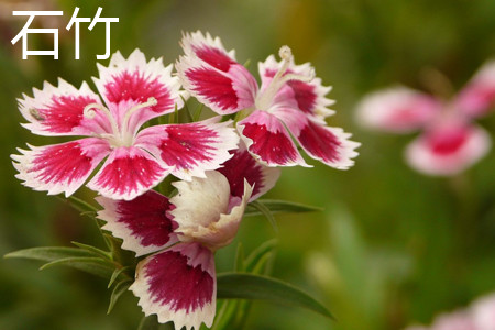 dianthus