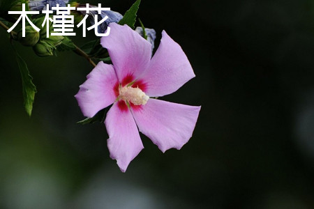 Hibiscus flowers