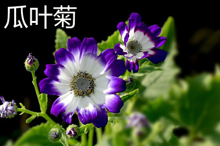 cineraria