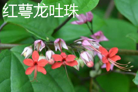 Clerodendrum speciosum 