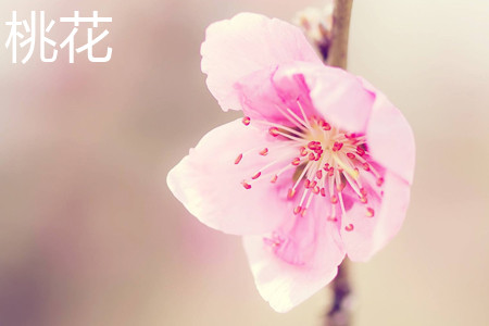 Peach blossom. jpg