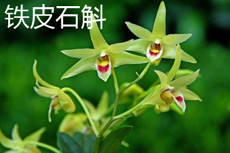 Dendrobium candidum