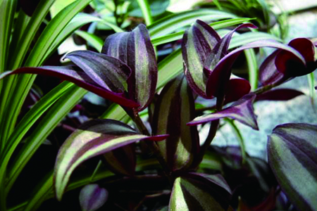 wandering jew