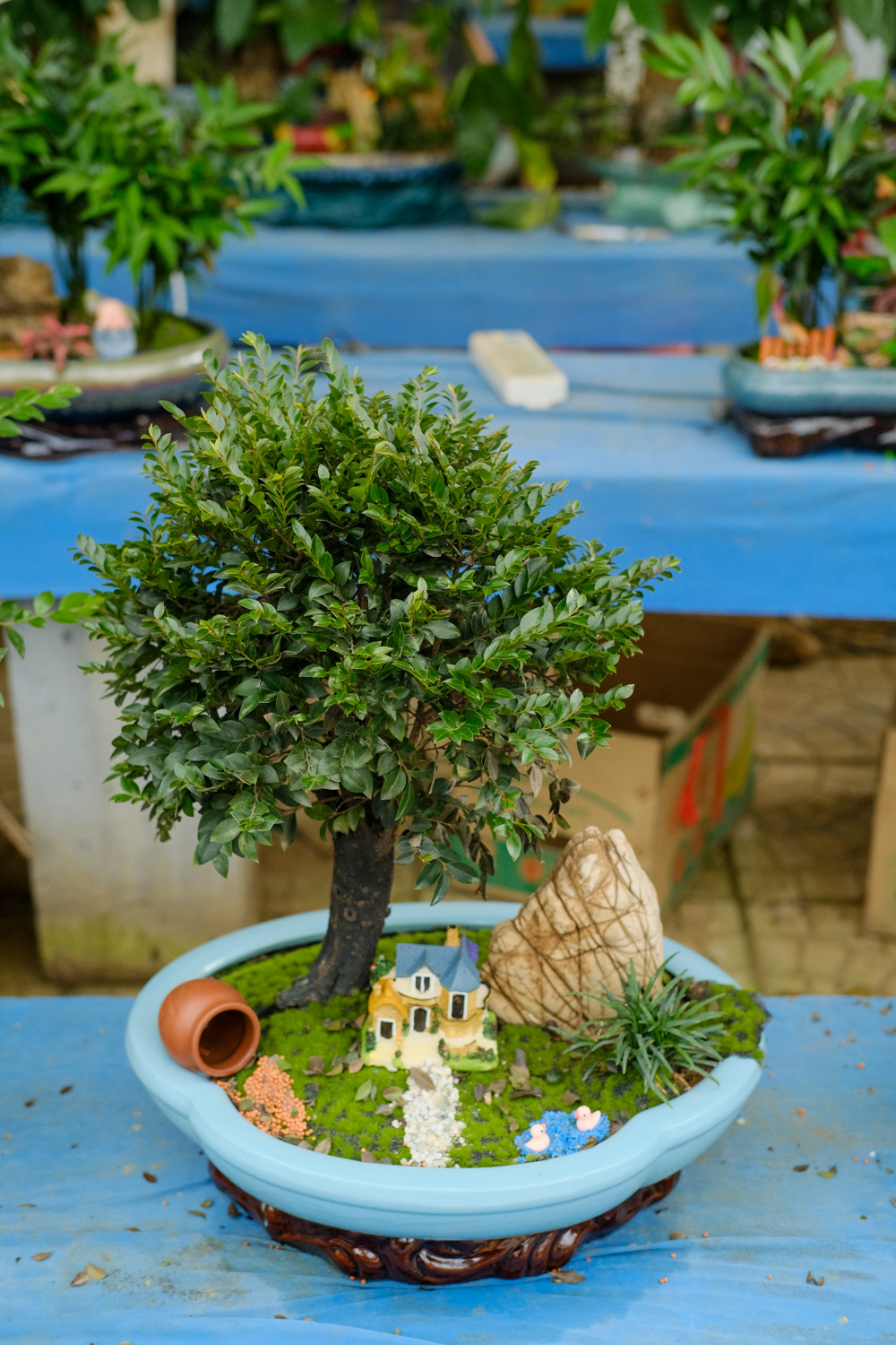 bonsai