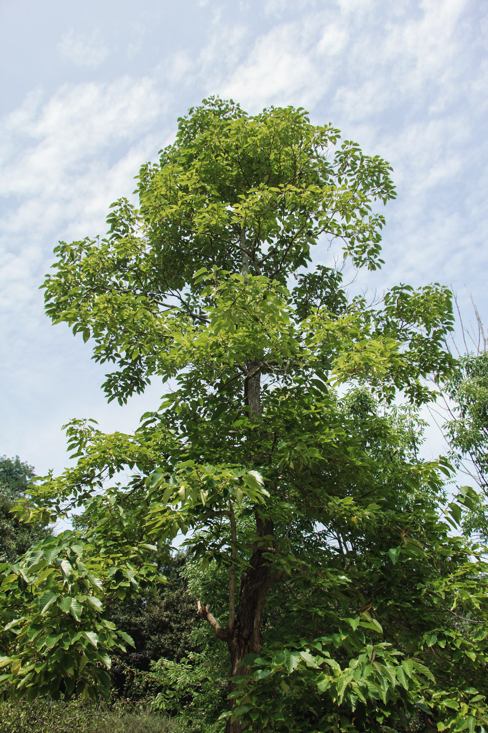 Camptotheca acuminata