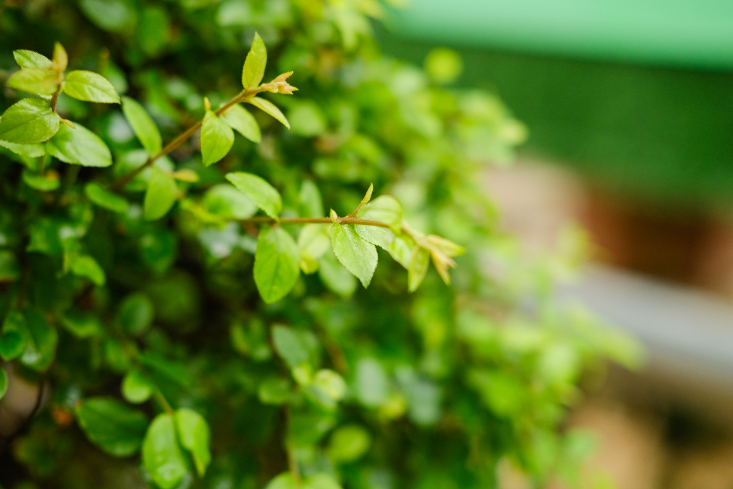 bonsai