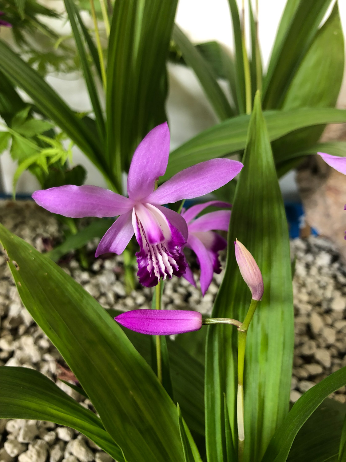 Bletilla striata