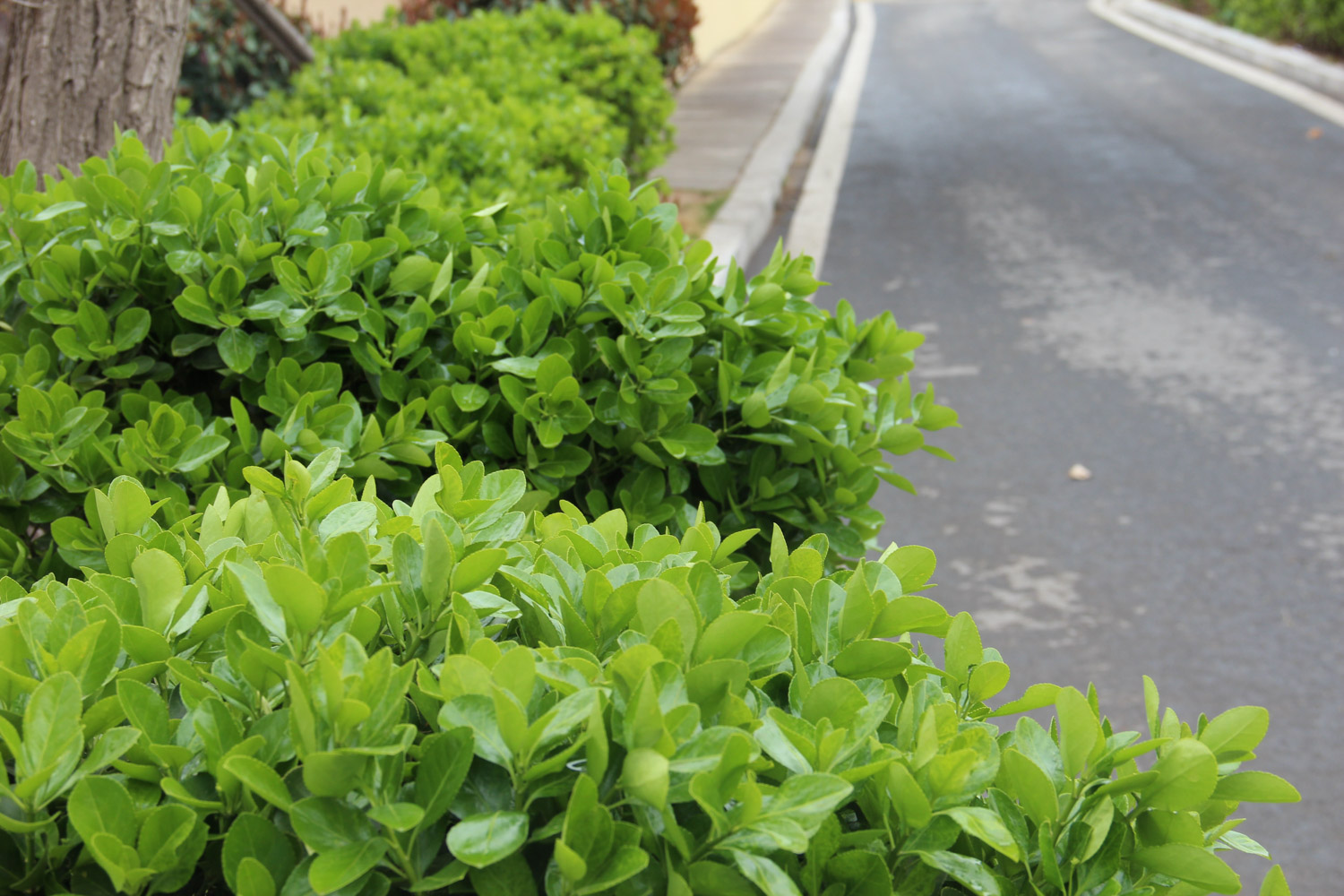 Euonymus japonicus