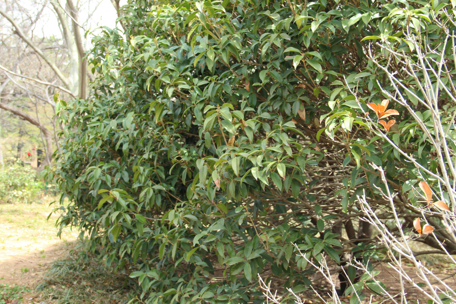 sweet-scented osmanthus