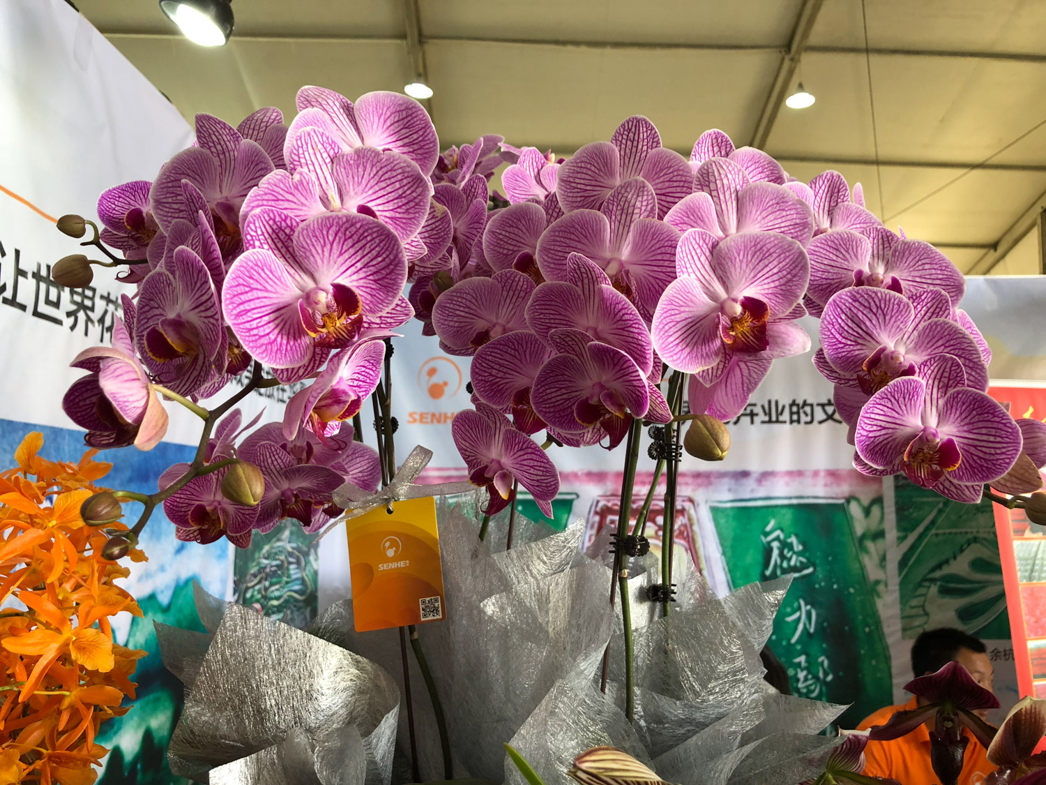 moth orchid