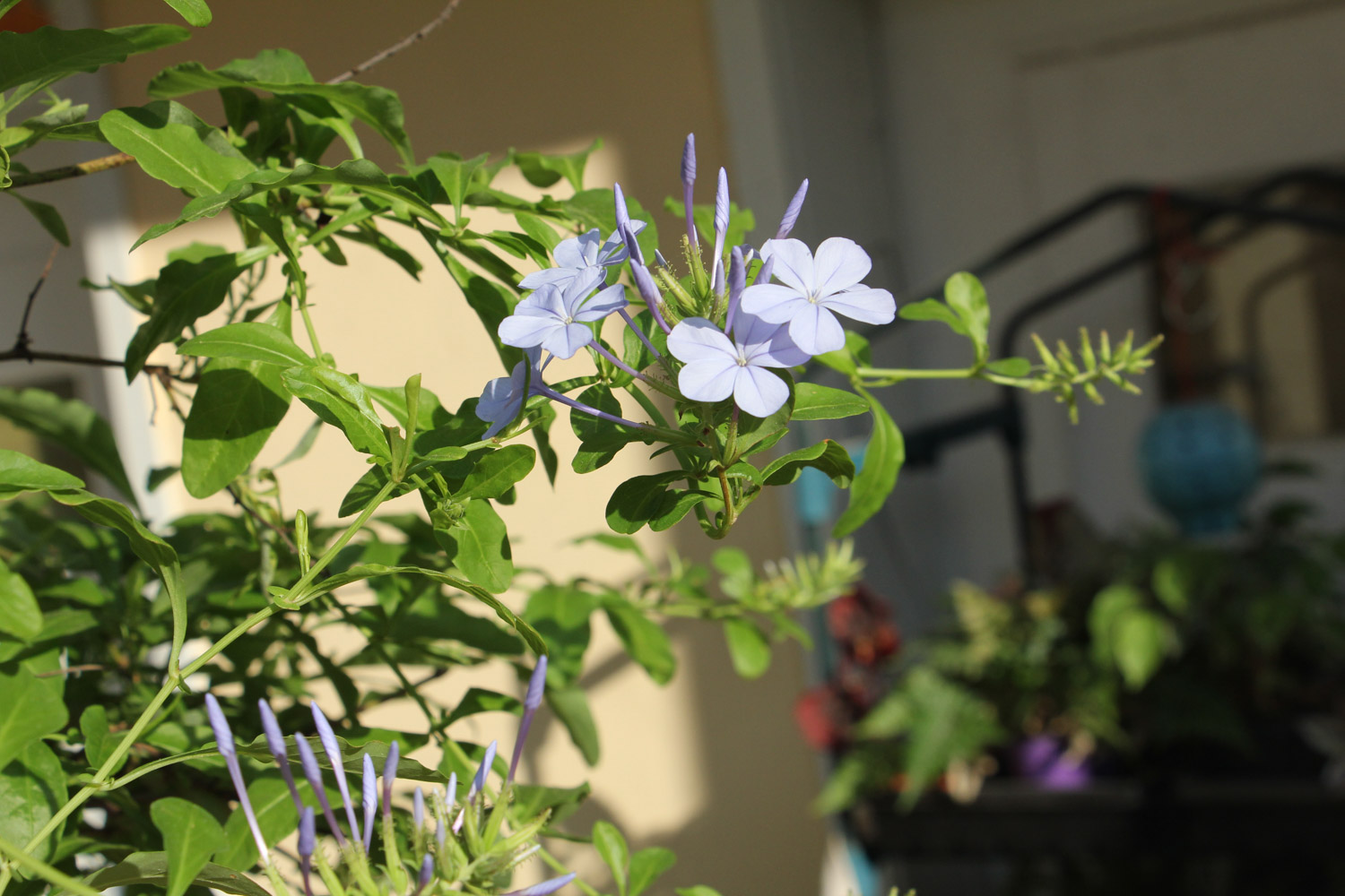 Plumbago Auriculata