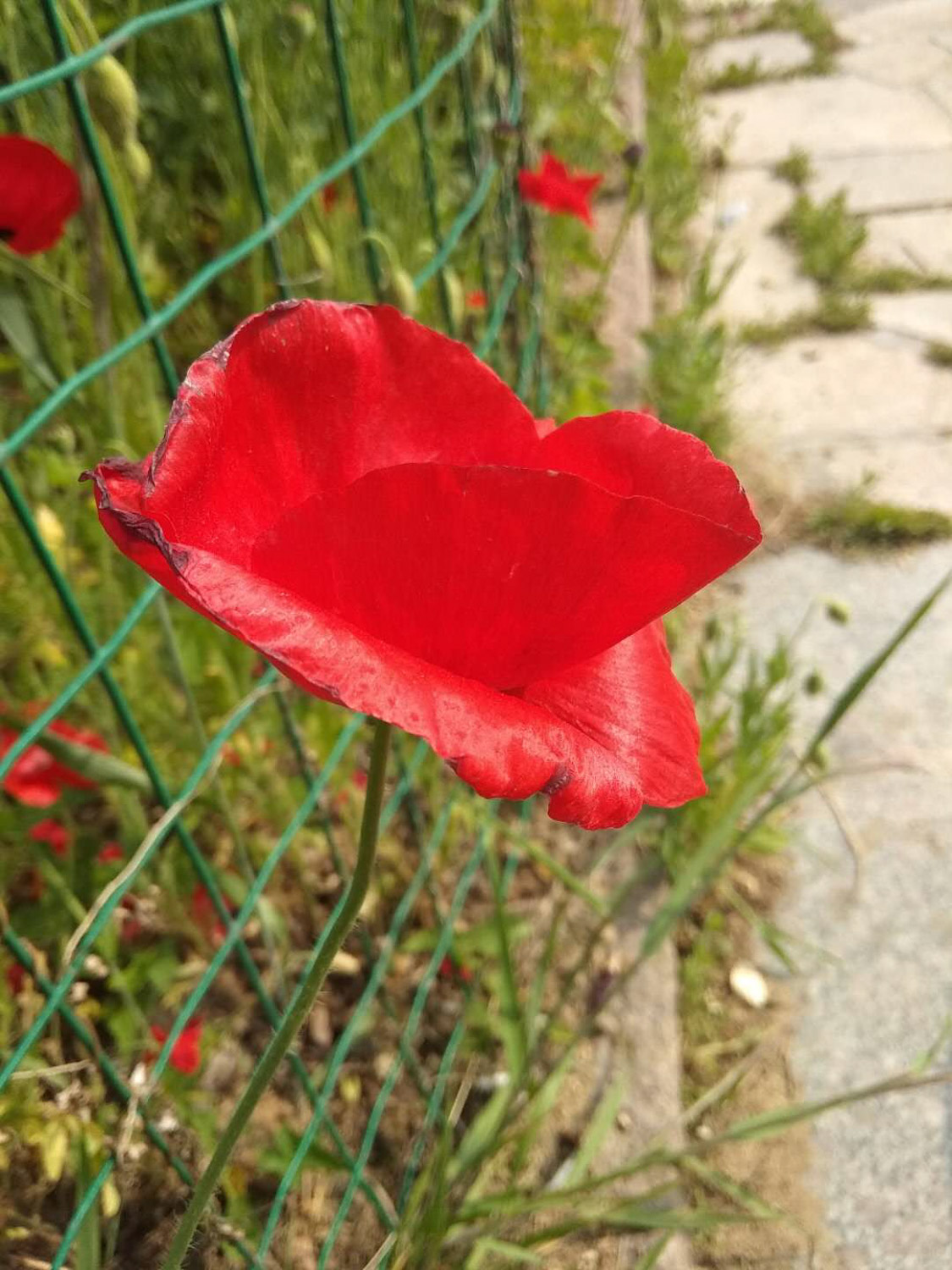 corn poppy