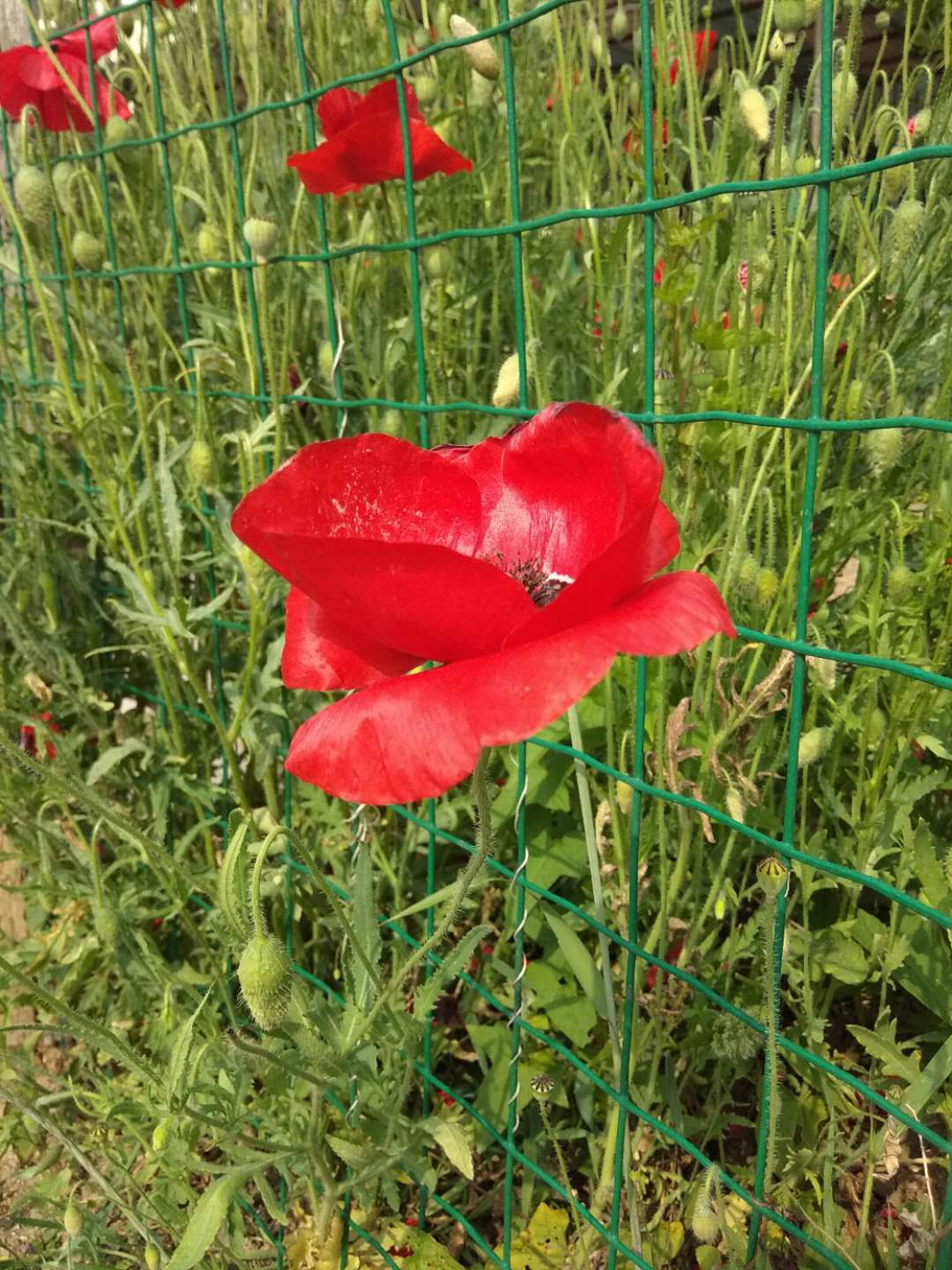 corn poppy