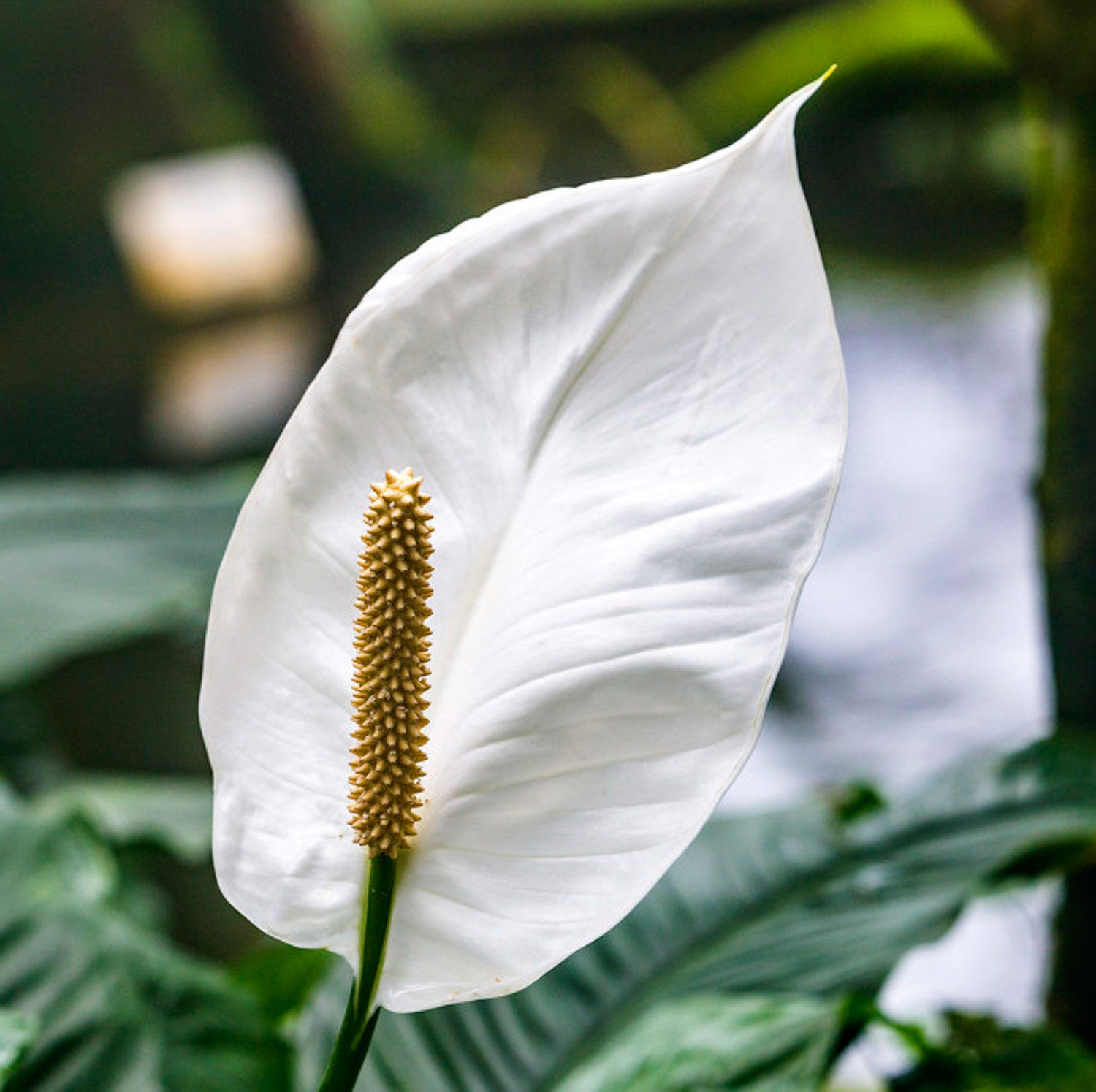 Spathiphyllum