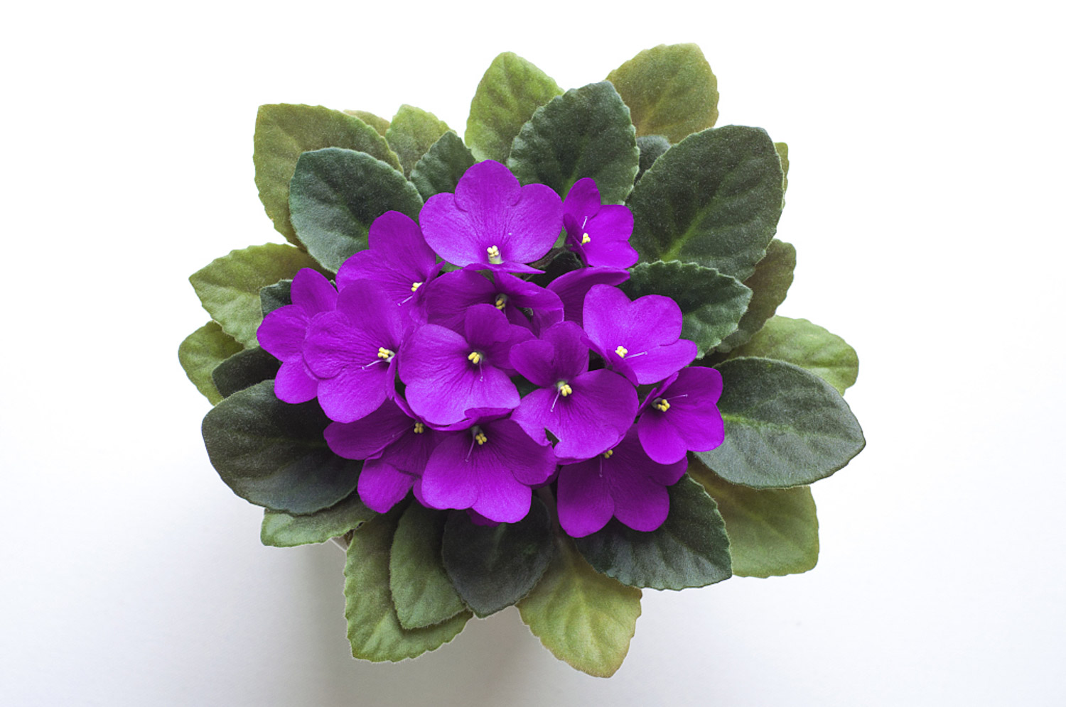 Primula