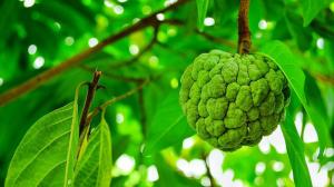 How to distinguish Peruvian Annona