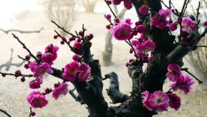 How to raise plum blossoms in autumn