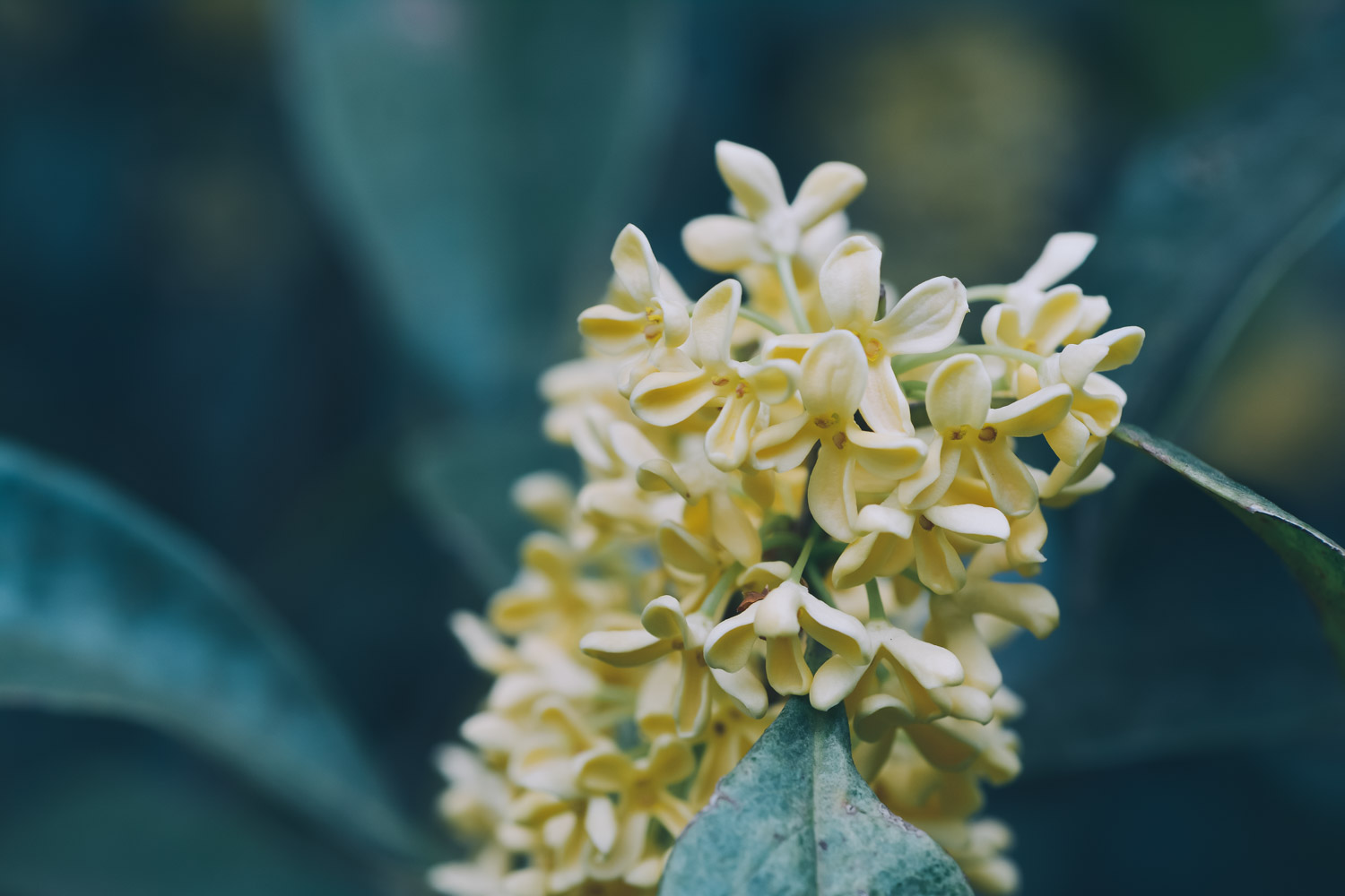 sweet-scented osmanthus