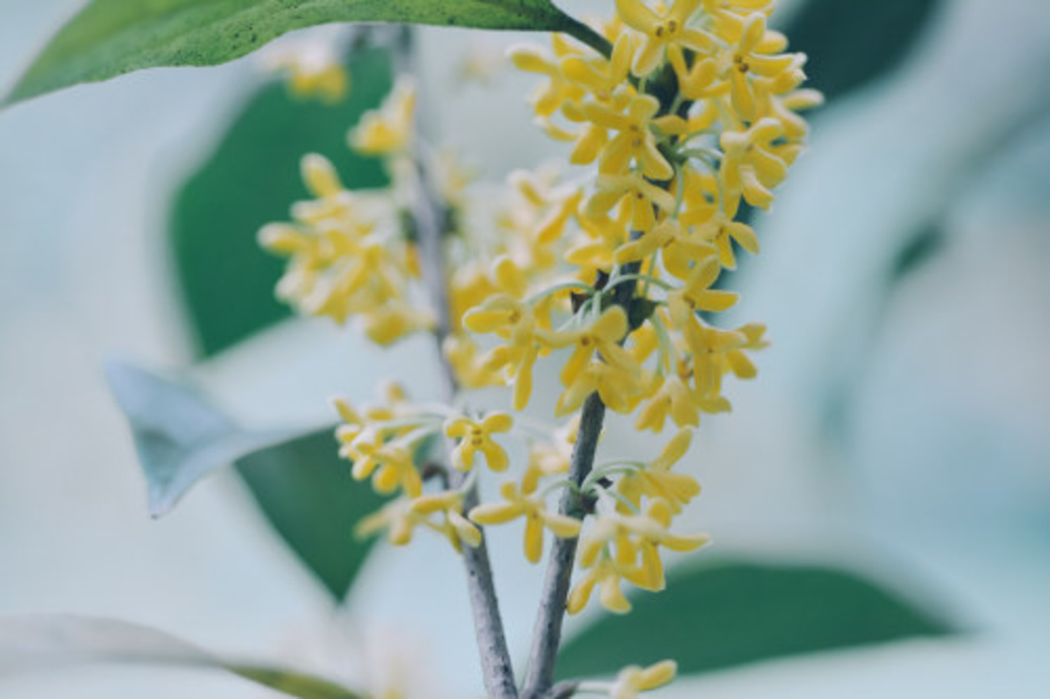 sweet-scented osmanthus