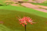 The flower language of the other shore flower