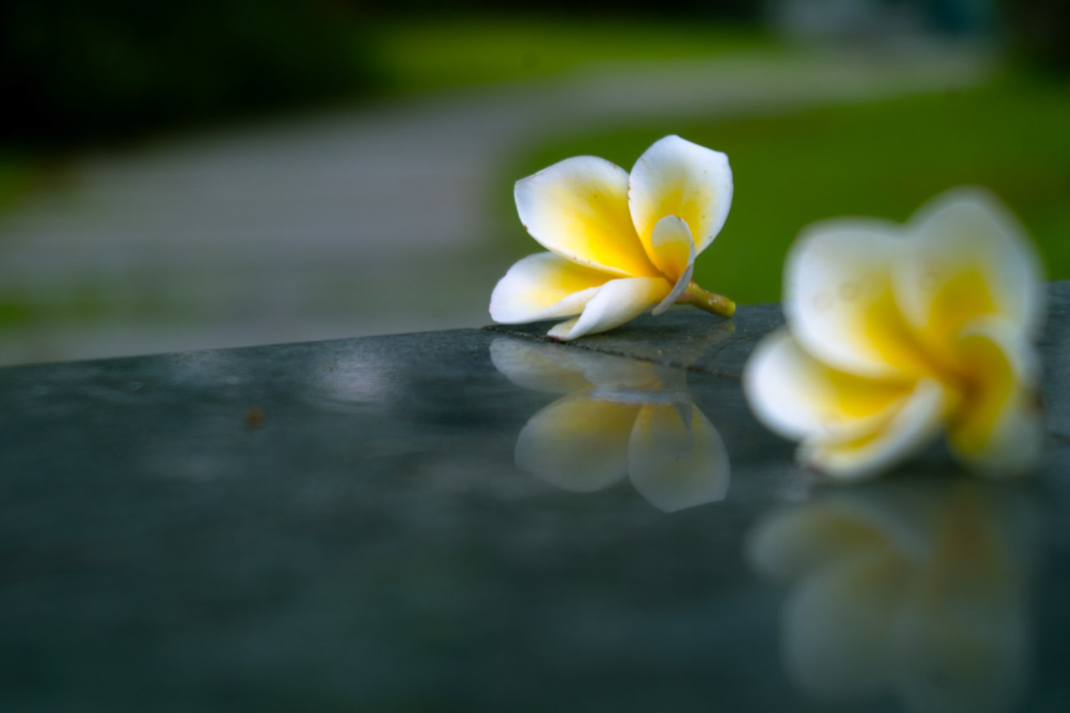 Plumeria rubra