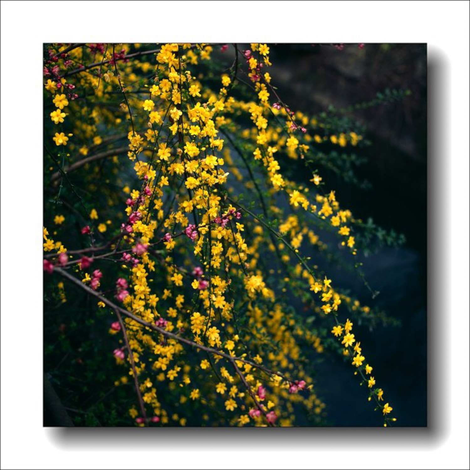 winter jasmine