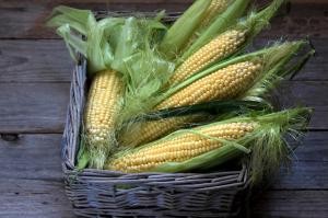 Maize growth cycle