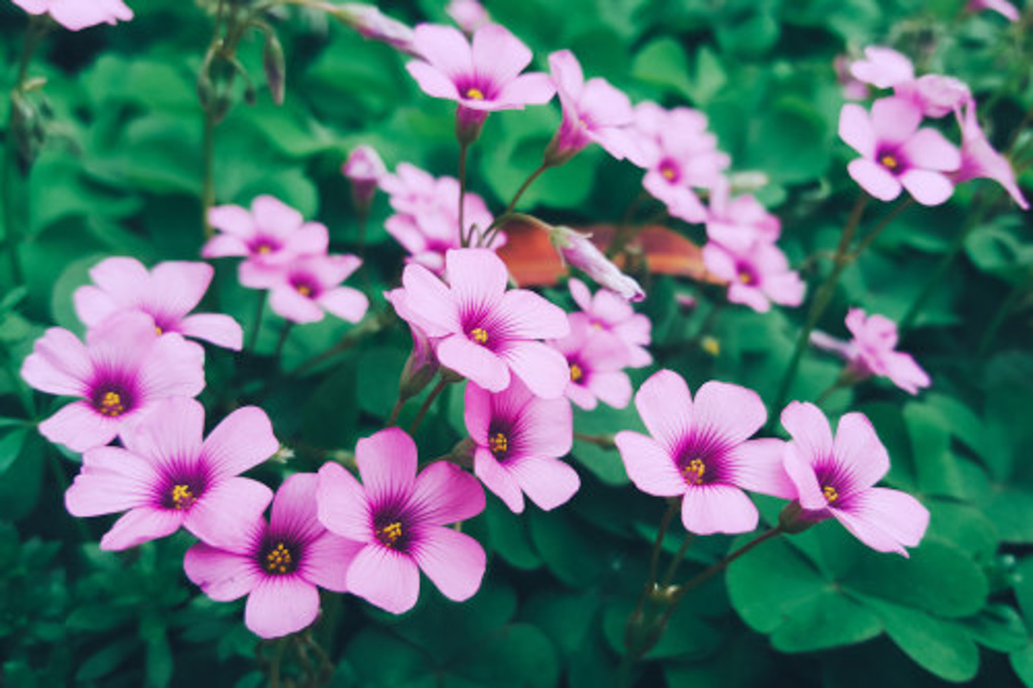 creeping oxalis