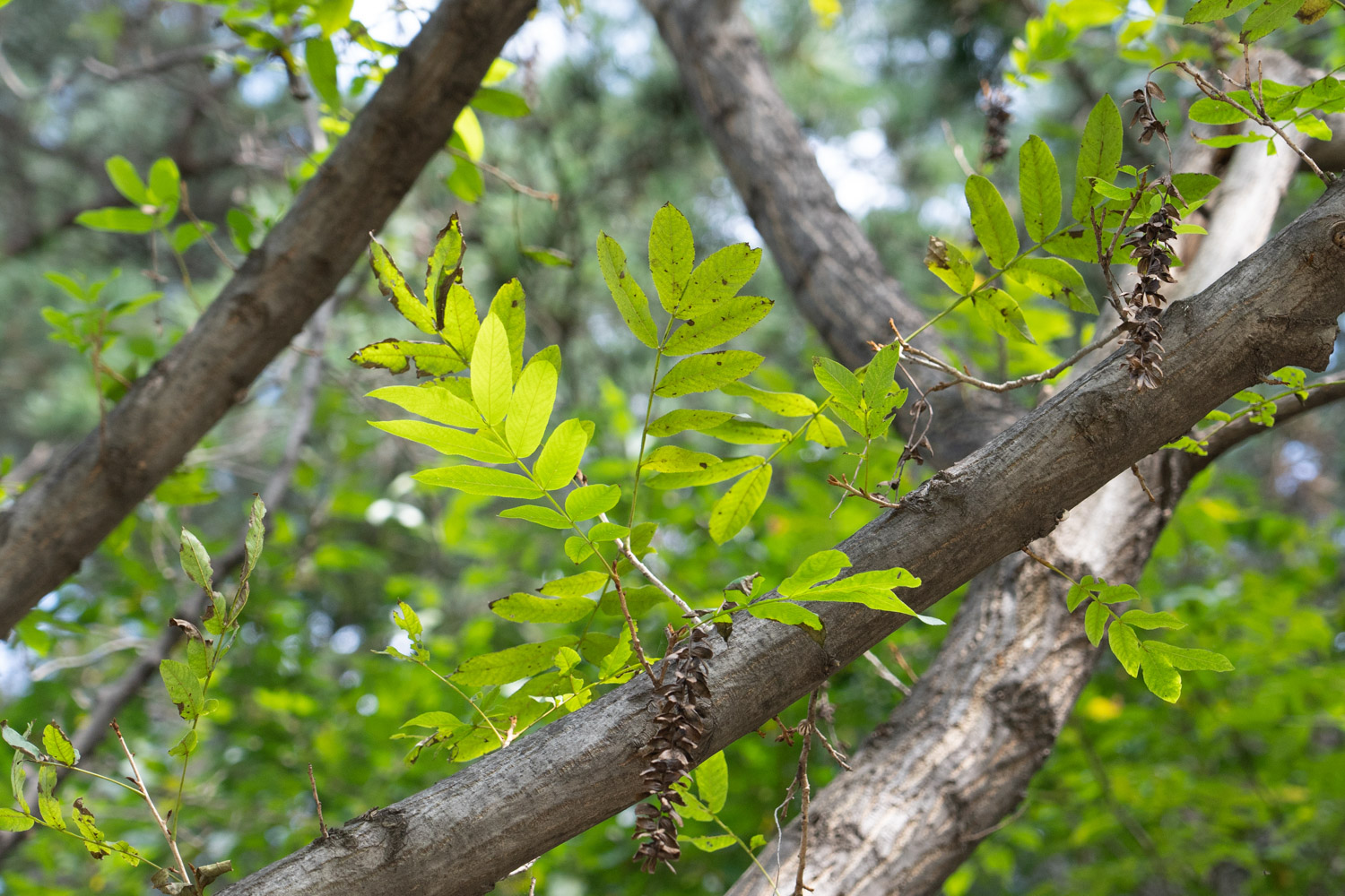 Maple poplar