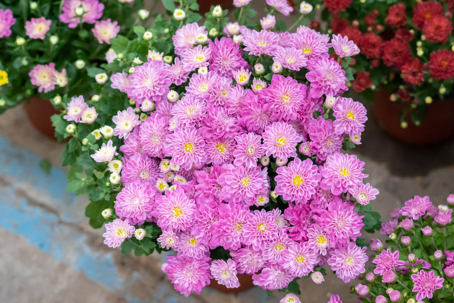 Chrysanthemum