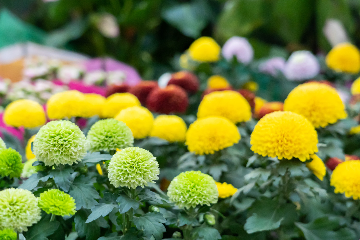 Ping Pong Chrysanthemum