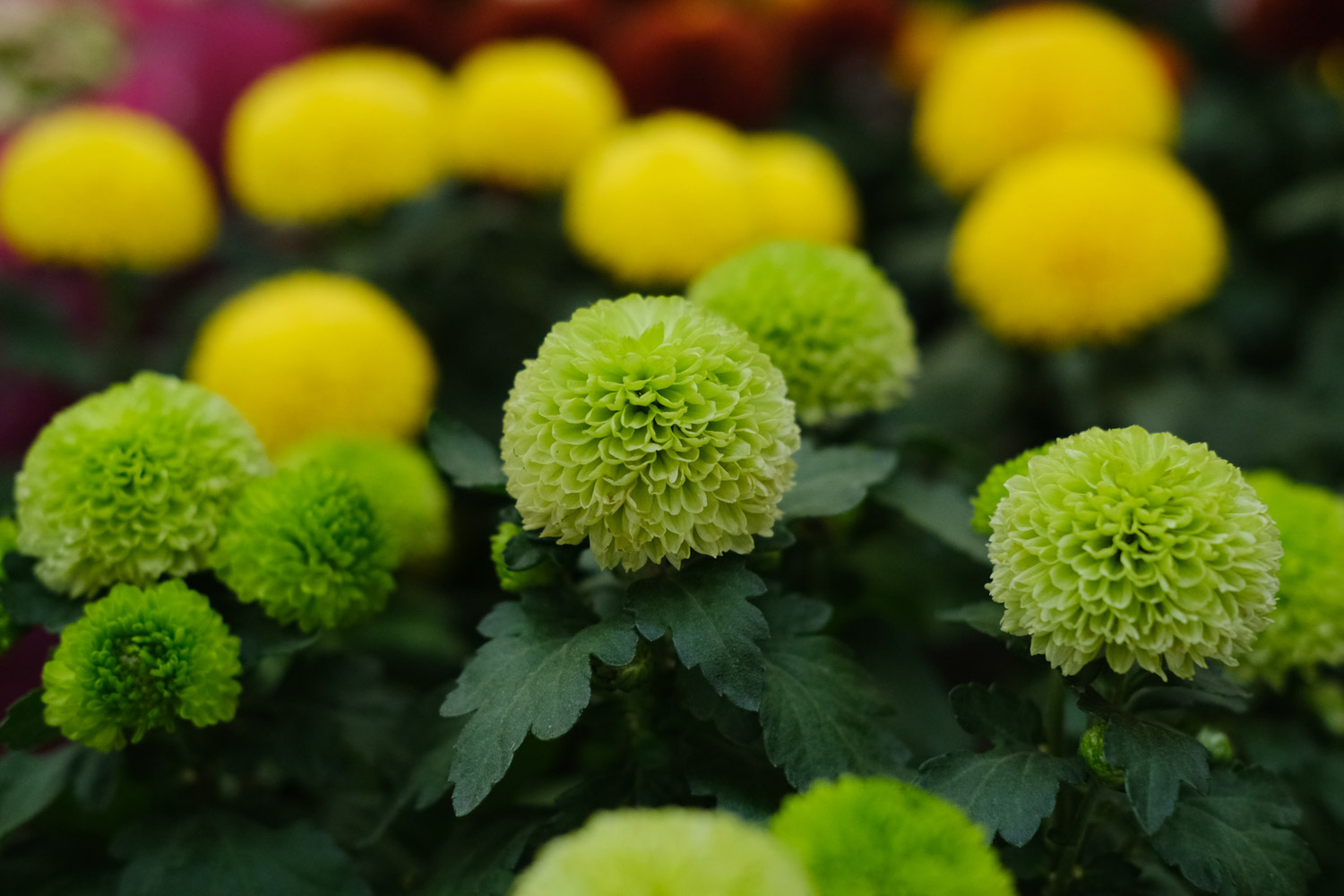 Ping Pong Chrysanthemum