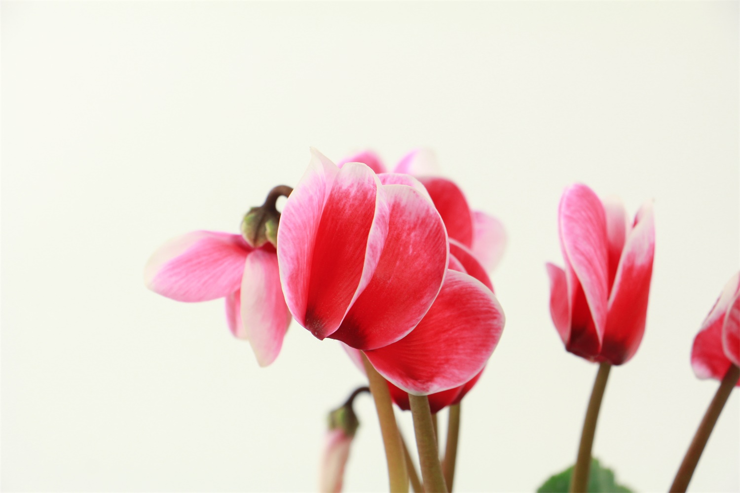 Cyclamen