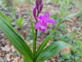 How much is the market price of Bletilla striata