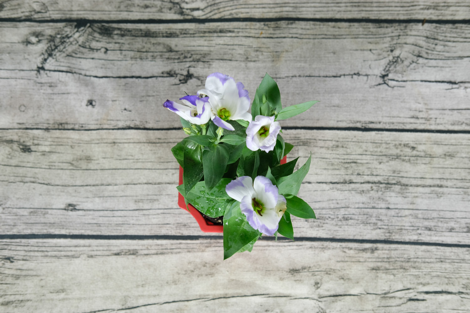 Eustoma grandiflorum