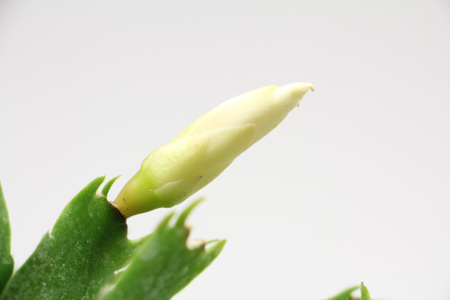 crab cactus