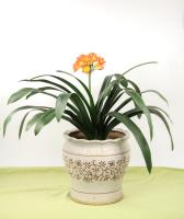 How many leaves of Clivia are normal