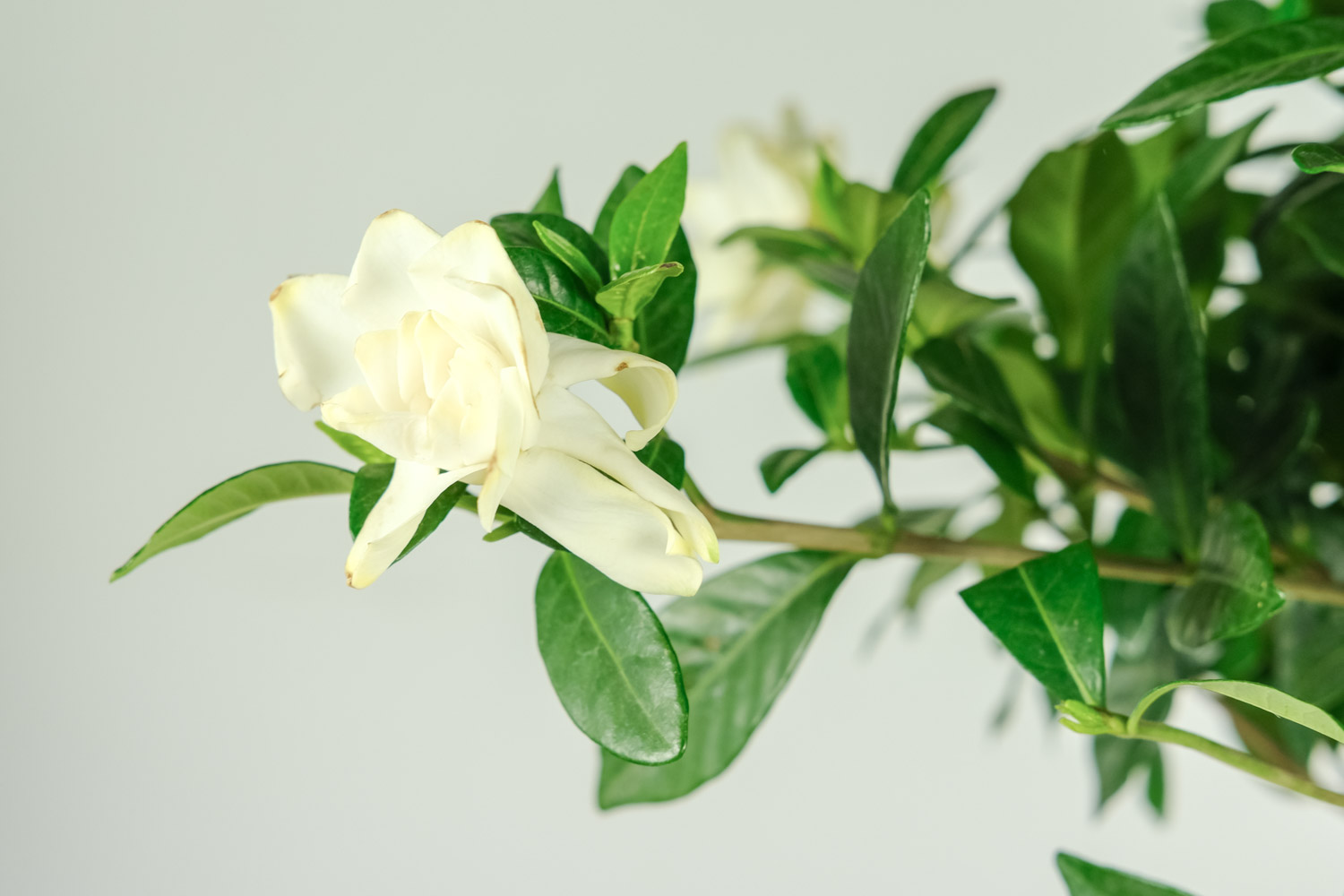 Gardenia