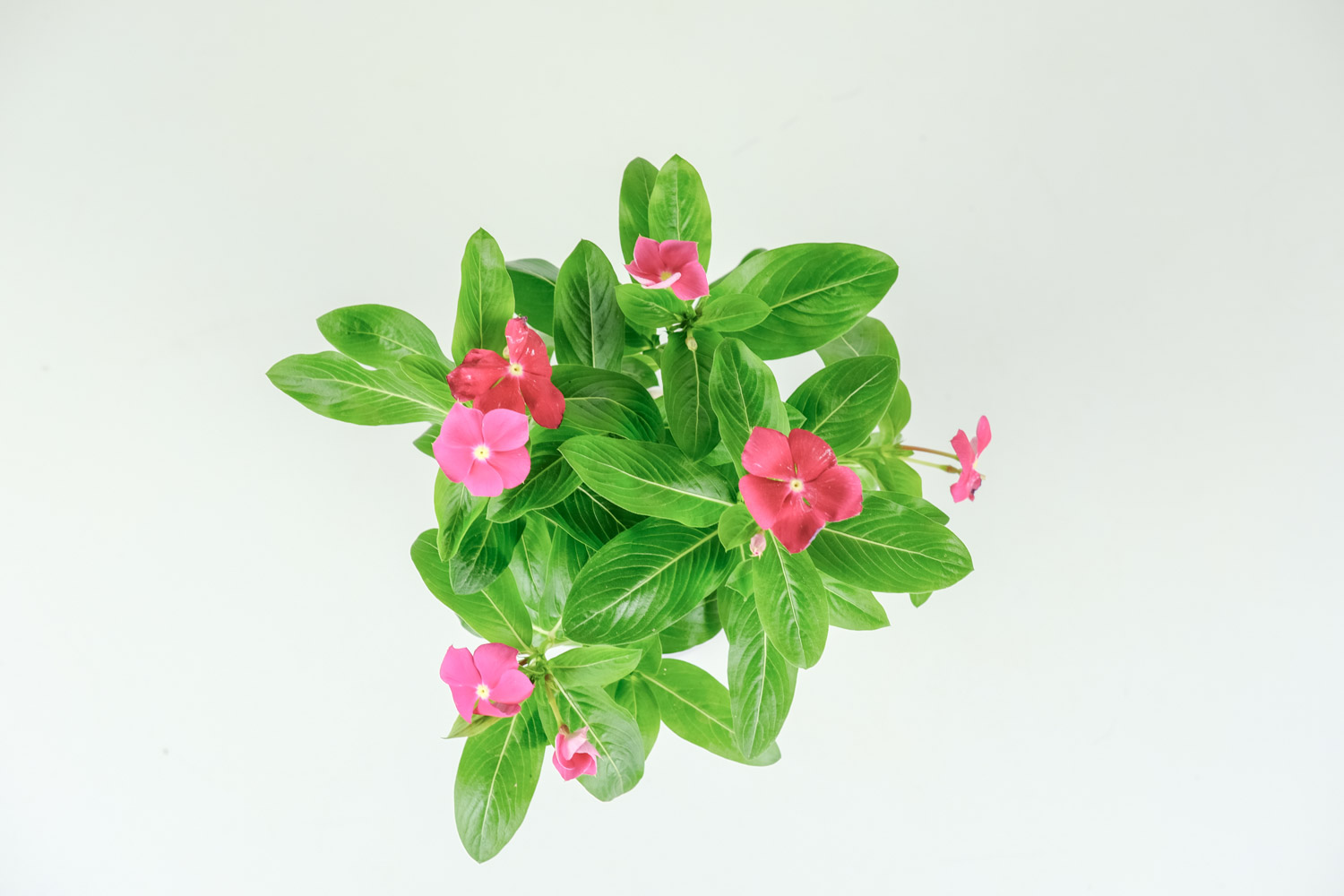 Madagascar rosy periwinkle