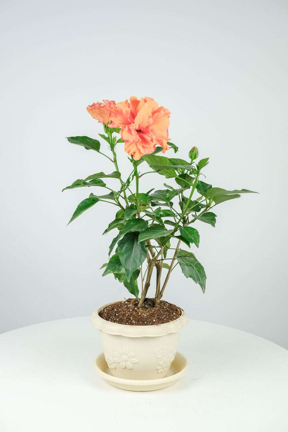 Hibiscus rosa sinensis