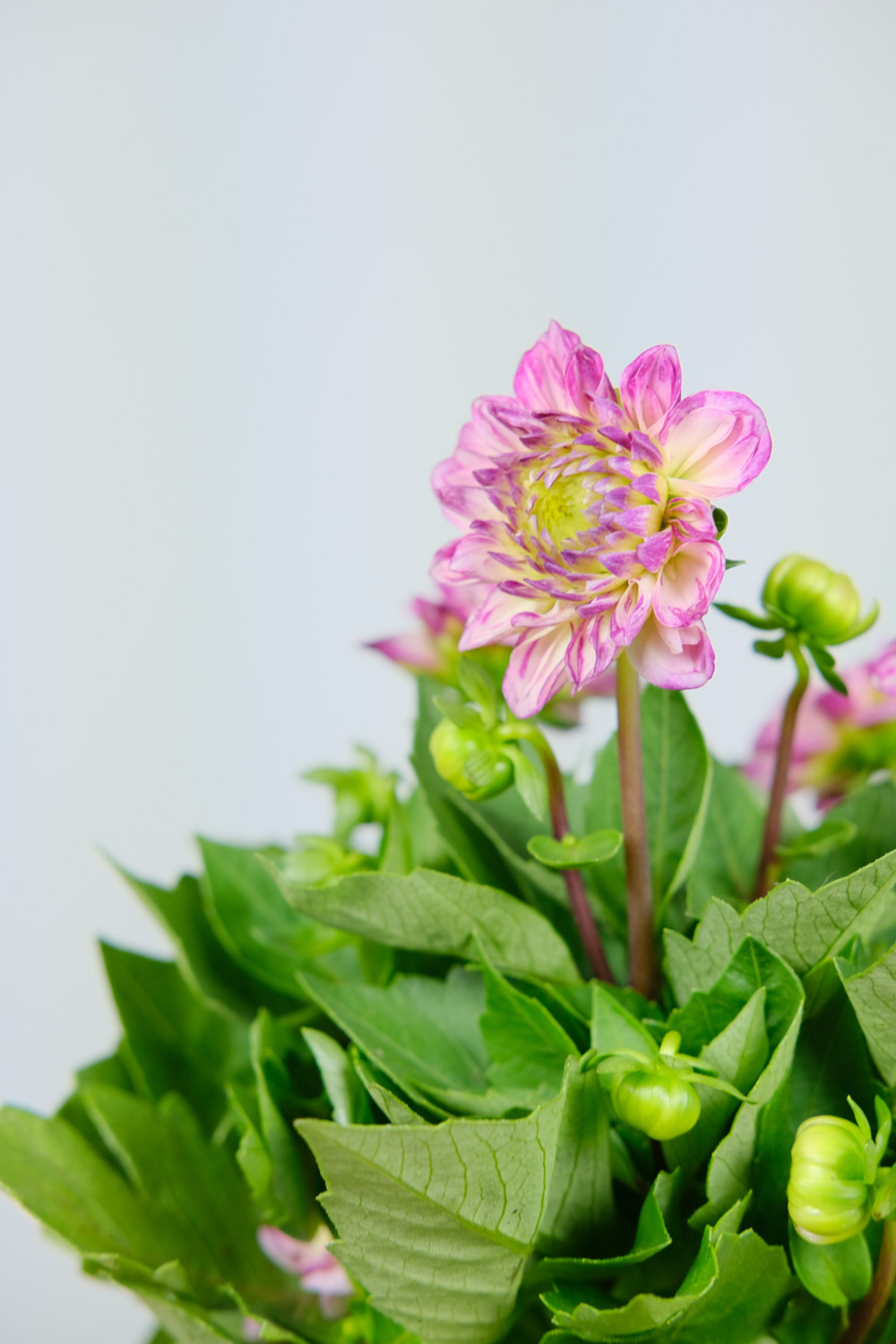 Dahlia pinnata