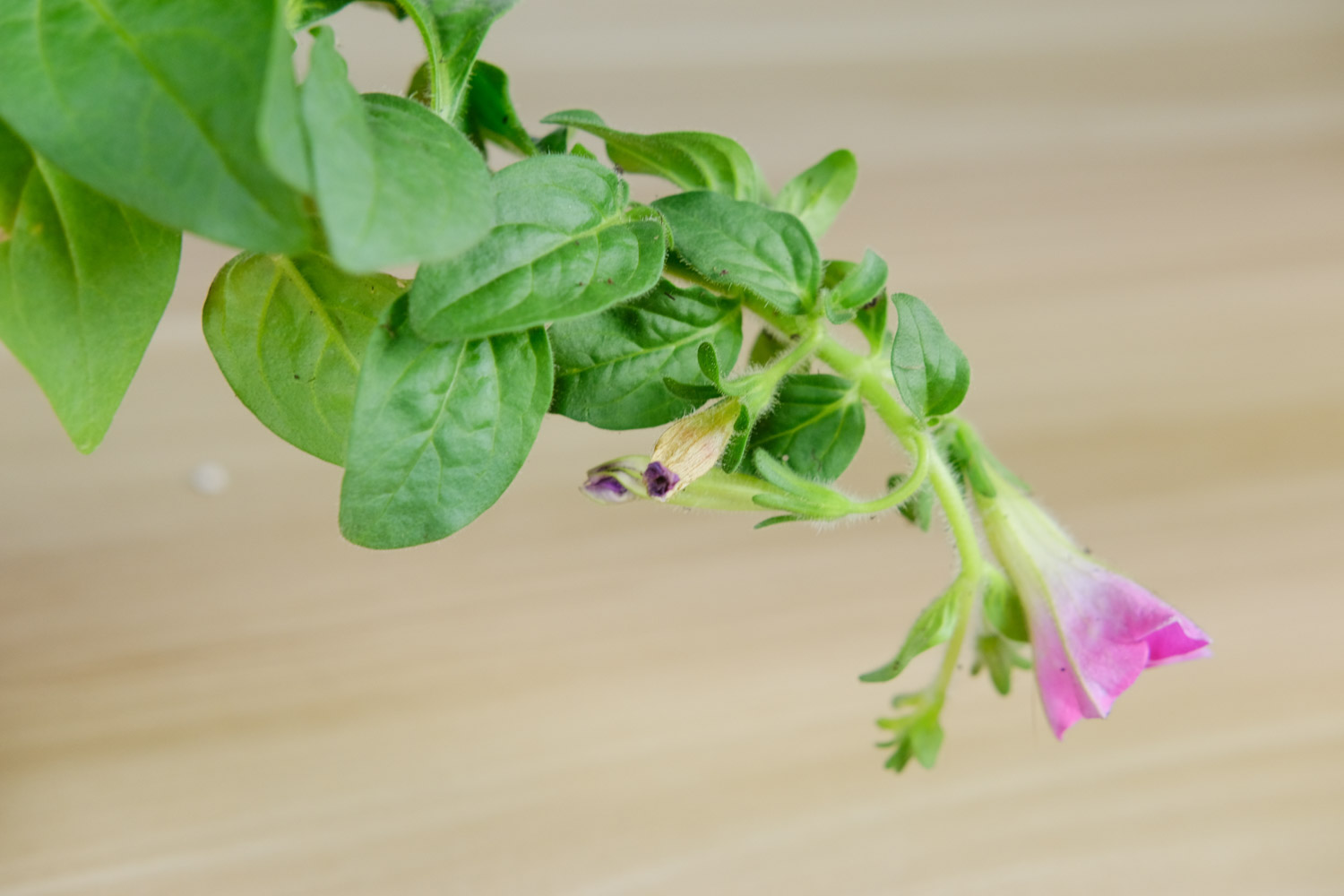 Petunia hybrida