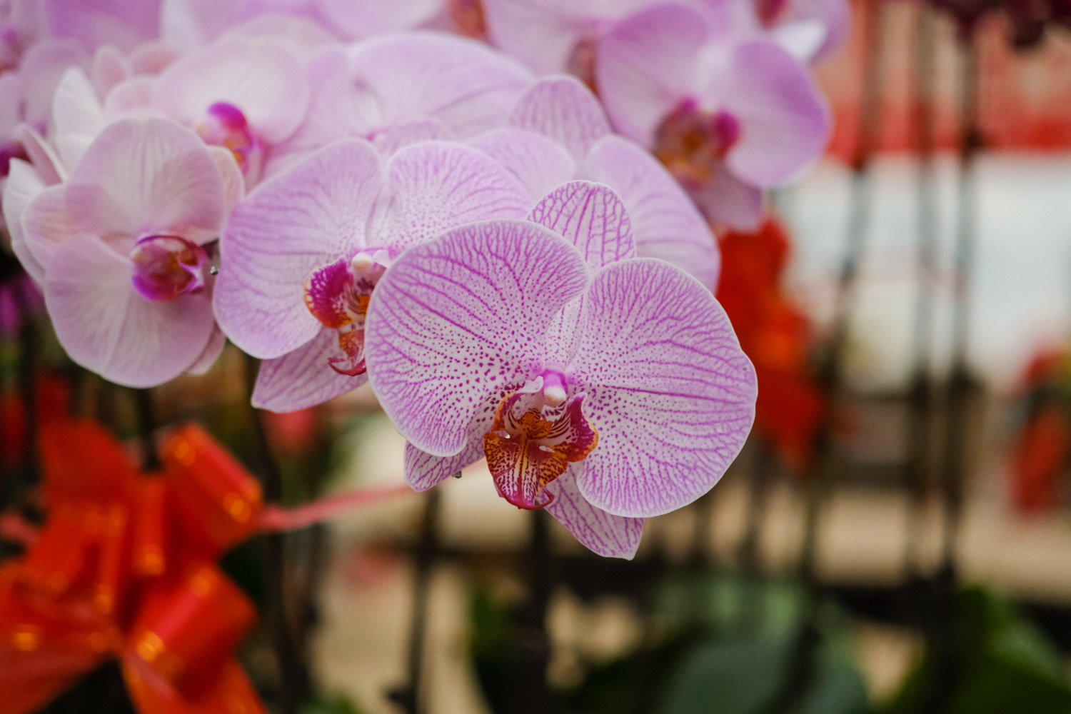 moth orchid